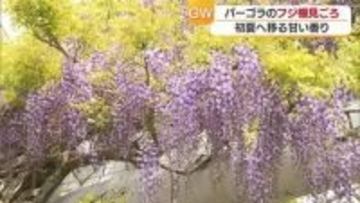 巨大！フジ棚に甘い香り　新居浜市のゆらぎの森　フジの花が見ごろに【愛媛】