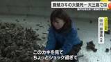 「「被害数千万円、ショック過ぎて」今治・大三島のカキ養殖も壊滅的被害　出荷シーズンに“悔しさ”【愛媛】」の画像1