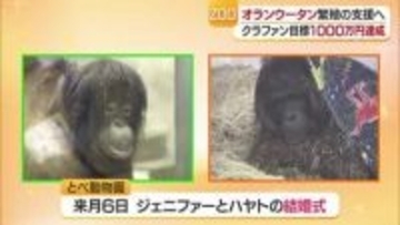 オランウータンのペア出産支援　とべ動物園クラファン１０００万円達成　次は２５００万円設定【愛媛】