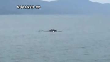 伊予市沖でクジラ　体長約１０メートルか　宇和海でも相次いで目撃「興味本位で近づかないで」【愛媛】