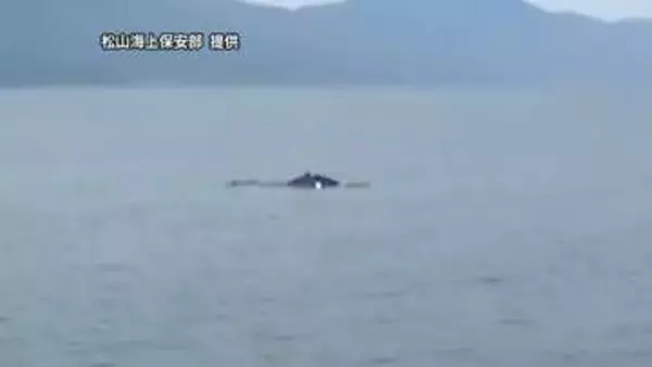 伊予市沖でクジラ　体長約１０メートルか　宇和海でも相次いで目撃「興味本位で近づかないで」【愛媛】