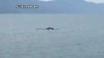 伊予市沖でクジラ　体長約１０メートルか　宇和海でも相次いで目撃「興味本位で近づかないで」【愛媛】