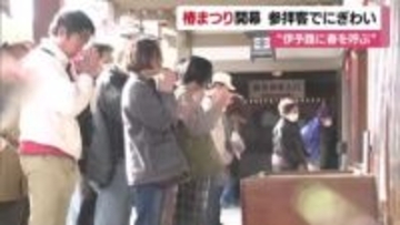 「大勢の人がいてびっくり」“伊予路に春を呼ぶ”といわれる恒例の「椿まつり」スタート【愛媛】