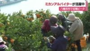 八幡浜市の園地でミカン収穫に助っ人！全国から６００人以上の「アルバイター」が活躍【愛媛】