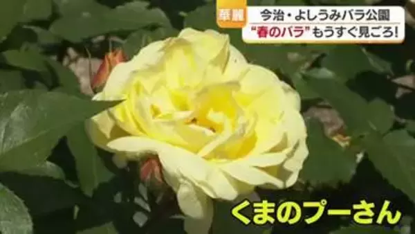 “くまのプーさん”も華やかに　今治・大島の公園で春のバラ見頃へ　世界の品種に「癒される」【愛媛】