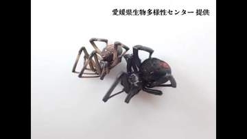特定外来生物「セアカゴケグモ」今治の公園でメス７匹と卵のう発見し駆除　愛媛で今年９事例目【愛媛】