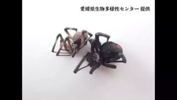 特定外来生物「セアカゴケグモ」今治の公園でメス７匹と卵のう発見し駆除　愛媛で今年９事例目【愛媛】
