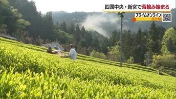 山間に新芽の輝き　八十八夜前に四国中央・新宮で一番茶の茶摘み始まる「うま味濃く高い品質」【愛媛】