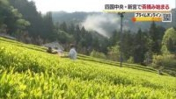 山間に新芽の輝き　八十八夜前に四国中央・新宮で一番茶の茶摘み始まる「うま味濃く高い品質」【愛媛】