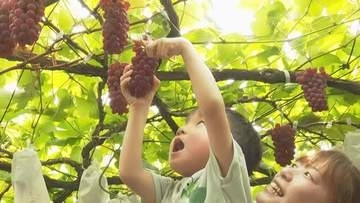 「このブドウうますぎる」西予市で観光ブドウ園が７日オープン　秋の味覚に地元の園児もおなか一杯【愛媛】