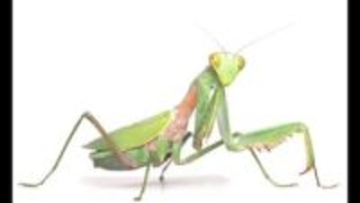 在来種に置き換わりも　中国原産「ムネアカハラビロカマキリ」久万高原などで３年前から発見相次ぐ【愛媛】