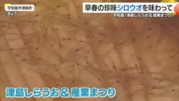 「ツルツルしていて」しらうおまつり　宇和島鯛めしの元祖ともいわれる郷土料理「六宝」なども【愛媛】