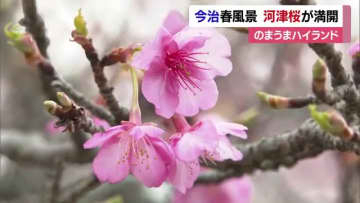 一足早い春の景色　今治「のまうまハイランド」河津桜が満開　冬風に揺られる可憐な花に「きれい」【愛媛】