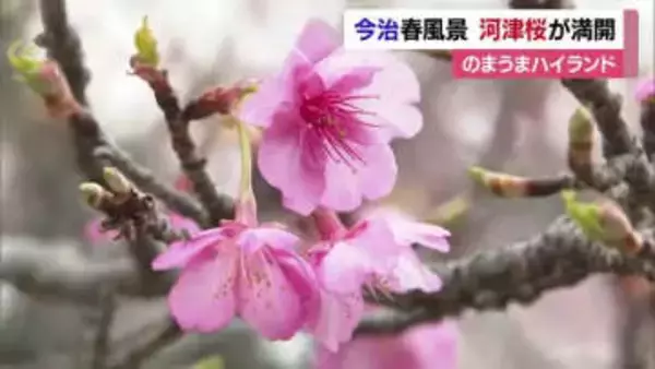 一足早い春の景色　今治「のまうまハイランド」河津桜が満開　冬風に揺られる可憐な花に「きれい」【愛媛】