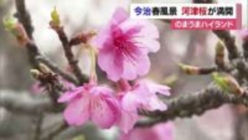 一足早い春の景色　今治「のまうまハイランド」河津桜が満開　冬風に揺られる可憐な花に「きれい」【愛媛】