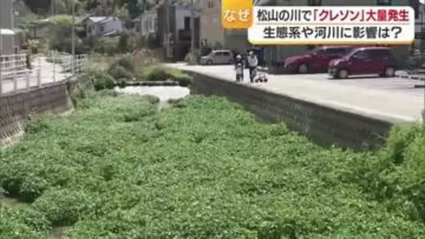 松山の住宅街の川一面になぜ…食用の外来植物「クレソン」大量発生　洪水や寄生虫のリスクも【愛媛】
