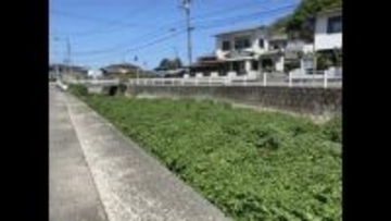 松山の住宅街の川一面になぜ…食用の外来植物「クレソン」大量発生　洪水や寄生虫のリスクも【愛媛】