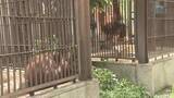 「とべ動物園「ジェニファー」＆「ハヤト」そろって初のお披露目　気になって…急接近の日は近い？【愛媛】」の画像1