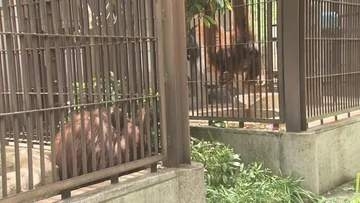 とべ動物園「ジェニファー」＆「ハヤト」そろって初のお披露目　気になって…急接近の日は近い？【愛媛】
