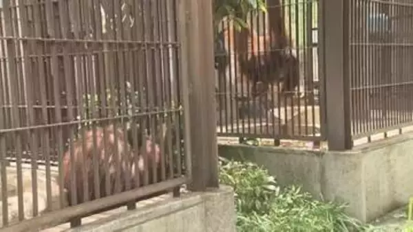 とべ動物園「ジェニファー」＆「ハヤト」そろって初のお披露目　気になって…急接近の日は近い？【愛媛】