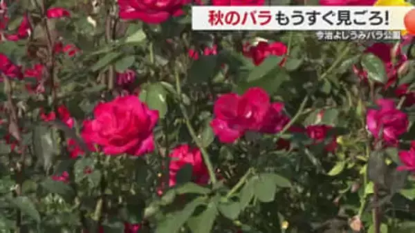 秋の瀬戸内を彩る華麗な花　今治・大島「よしうみバラ公園」もうすぐ“美しさ”満開に【愛媛】