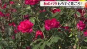 秋の瀬戸内を彩る華麗な花　今治・大島「よしうみバラ公園」もうすぐ“美しさ”満開に【愛媛】