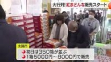 岐阜からも！「１人３箱」も１時間半で完売「紅まどんな」販売解禁に松山「太陽市」に長蛇の列【愛媛】