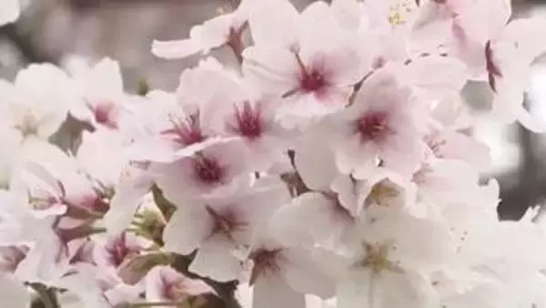 「春の幸せを感じます」西条市のクラレ観桜会　一日限定の一般開放　花見客は１３００人！【愛媛】