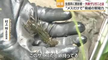 “生後間もなくメスだけで繁殖”「ミステリークレイフィッシュ」松山の泉「定着可能性極めて高い」【愛媛】