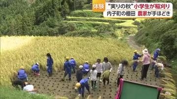内子“泉谷の棚田”に広がる黄金　小学生が植えて育った米を稲刈り「昔のしんどさを令和で体験」【愛媛】