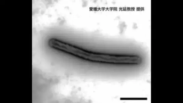 銅を“鉱石レベル”まで高濃度にする新しいバクテリア発見　愛媛大学などの共同研究【愛媛】