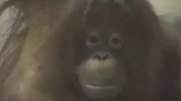 「かわいらしい顔とか見て」とべ動物園　オランウータンお嫁さん候補「ジェニファー」一般公開へ【愛媛】