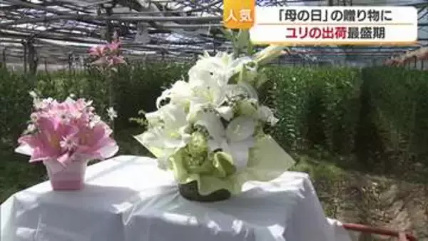 近づく「母の日」プレゼントに人気「ユリ」松山で出荷ピーク　円安で海外産球根値上がり【愛媛】