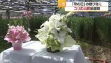 近づく「母の日」プレゼントに人気「ユリ」松山で出荷ピーク　円安で海外産球根値上がり【愛媛】