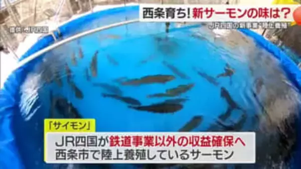 ＪＲ四国が愛媛・西条市で挑む陸上養殖サーモン「サイモン」本格出荷を前に小学校の給食でちゃんちゃん焼きで提供【愛媛発】