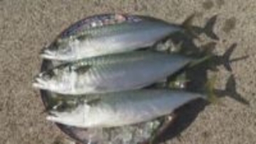 愛南町でマサバの完全養殖に成功し初出荷「アニサキスも著しく少ない」日本一の産地を目指す【愛媛】