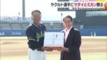 “日本一”へ　ヤクルトに愛媛産マダイと特産ミカン贈呈　松山の秋季キャンプへ知事陣中見舞い【愛媛】