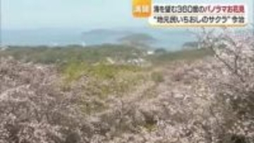 桜と海織りなす“瀬戸内の春”今治の穴場の公園で３６０度パノラマ　地元のグルメも花見に“彩り”【愛媛】