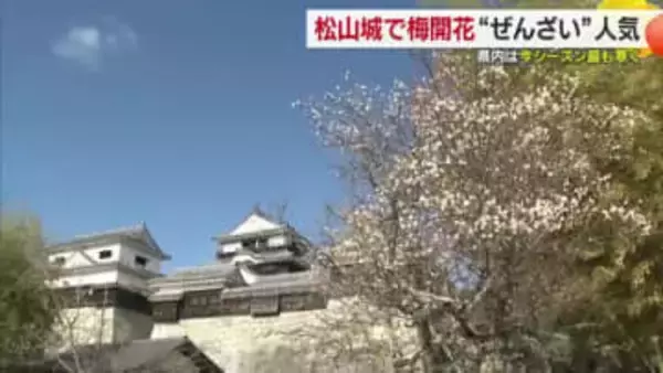 甘味味わい…松山城で早咲きのウメ見頃「あったまって景色楽しむ」３連休に“最強クラス寒波”か【愛媛】