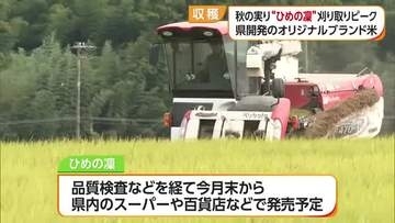 実りの秋に“黄金”　愛媛のブランド米「ひめの凜」今治でも収穫ピーク　買取り価格下がり苦慮【愛媛】