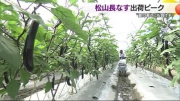 「やっぱり１００点」夏野菜・松山長なす出荷ピーク　猛暑に水たっぷり与え品質管理【愛媛】