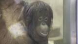 「愛くるしい姿に釘付け　砥部の動物園に“嫁入り”オランウータン「ジェニファー」一般公開スタート【愛媛】」の画像1