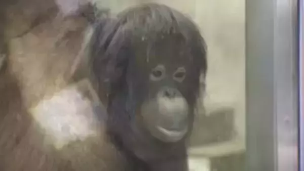 愛くるしい姿に釘付け　砥部の動物園に“嫁入り”オランウータン「ジェニファー」一般公開スタート【愛媛】