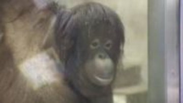 愛くるしい姿に釘付け　砥部の動物園に“嫁入り”オランウータン「ジェニファー」一般公開スタート【愛媛】