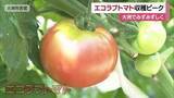 「低農薬などで育む「エコラブトマト」大洲で収穫ピーク　満足な品質に　来年から愛媛の広範囲で栽培【愛媛】」の画像1