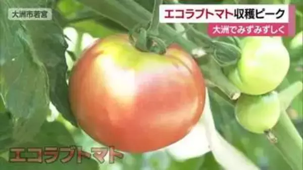 低農薬などで育む「エコラブトマト」大洲で収穫ピーク　満足な品質に　来年から愛媛の広範囲で栽培【愛媛】