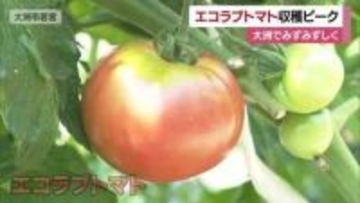 低農薬などで育む「エコラブトマト」大洲で収穫ピーク　満足な品質に　来年から愛媛の広範囲で栽培【愛媛】