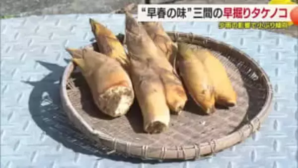早春の味覚　宇和島で特産“早掘りタケノコ”収穫スタート　雨不足で小ぶり多い　裏年で減少予想【愛媛】
