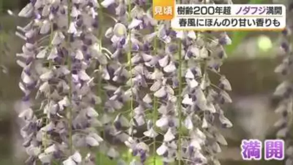 「一番どっさり」樹齢200年超のノダフジ満開 松山市の庚申庵でふじまつり【愛媛】