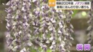 「一番どっさり」樹齢200年超のノダフジ満開 松山市の庚申庵でふじまつり【愛媛】